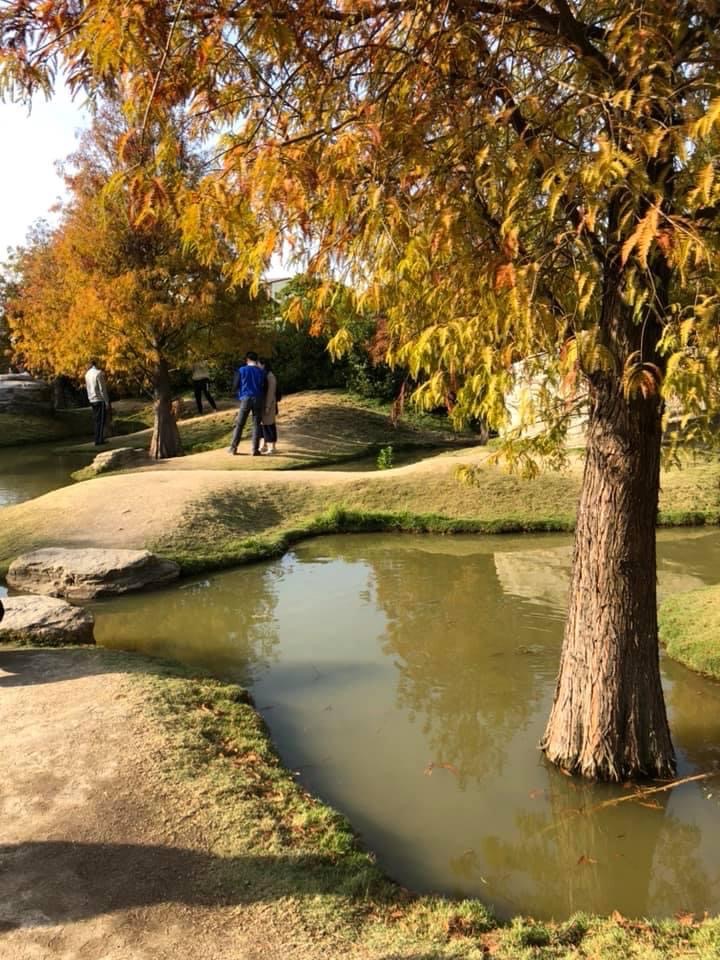 青埔落羽松秘境 | 去趣 chicTrip