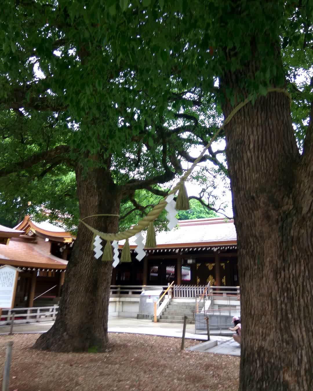 明治神宮 | 去趣 chicTrip