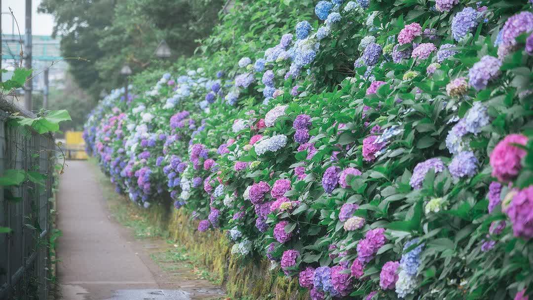 飛鳥山公園 | 去趣 chicTrip