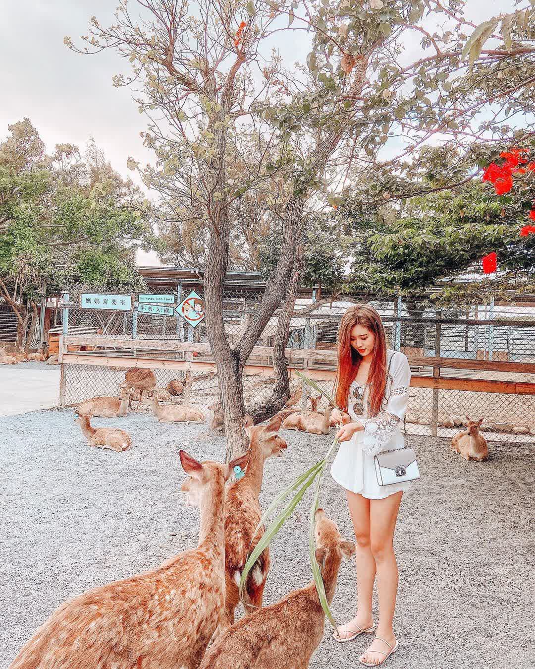 鹿境梅花鹿生態園區丨門票消費最高折抵140丨梅花鹿、水豚互動餵食丨室內親子DIY區丨親子遊戲區丨甜鹹輕食霜淇淋供應丨超可愛獨家紀念品丨奶茶、咖啡好喝 | 去趣 chicTrip