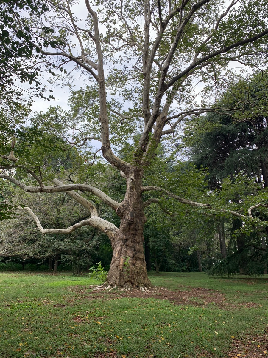 新宿御苑 | 去趣 chicTrip