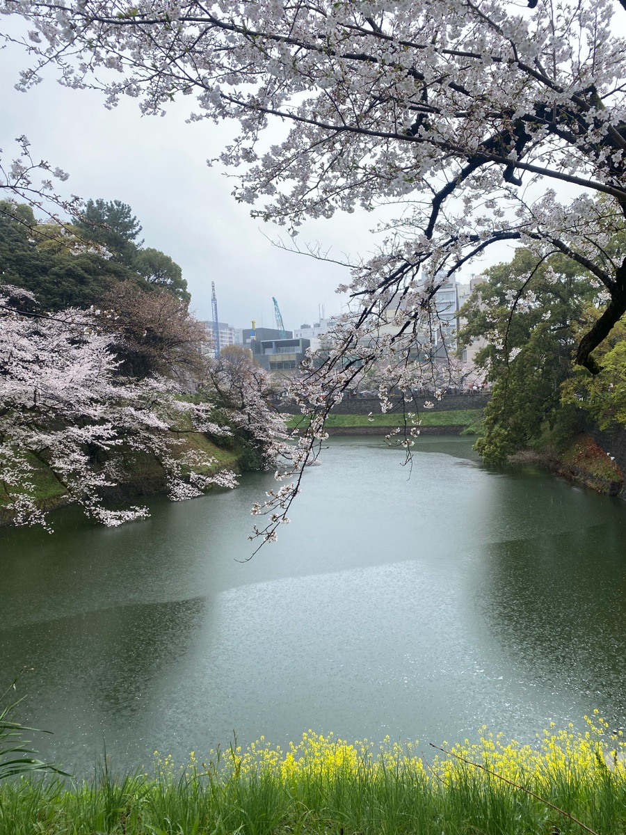 Chidorigafuchi Park | 去趣 chicTrip