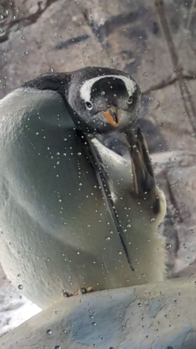 名古屋港水族館 | 去趣 chicTrip