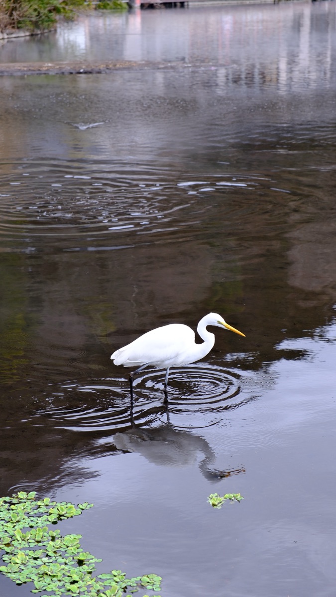 金鱗湖 | 去趣 chicTrip