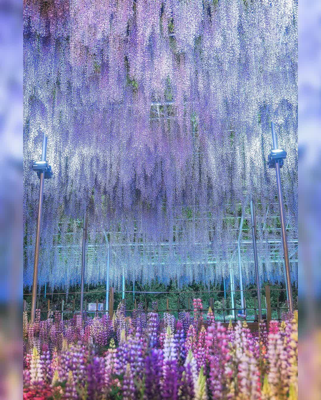 足利花卉公園 | 去趣 chicTrip