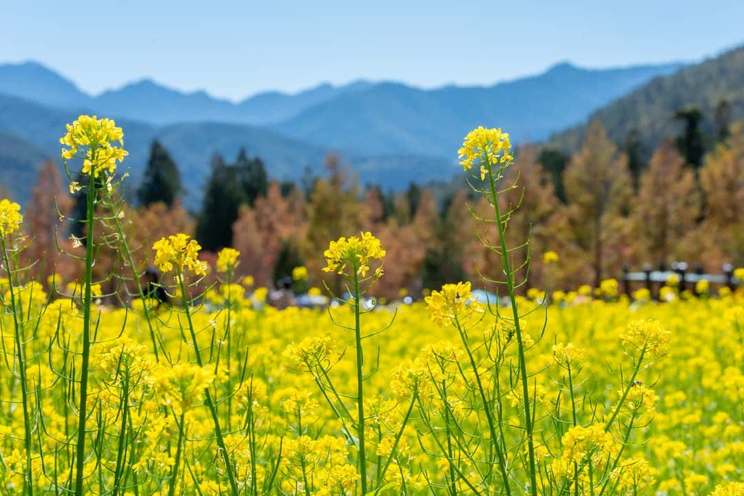 武陵農場 | 去趣 chicTrip