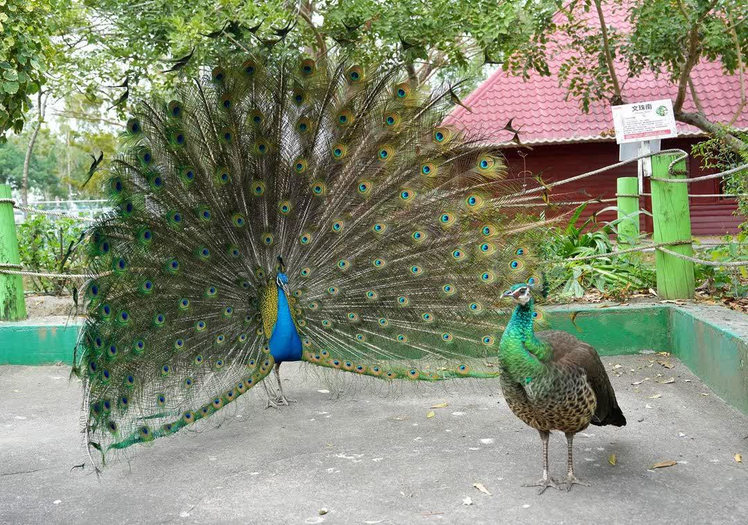 頑皮世界野生動物園 | 去趣 chicTrip