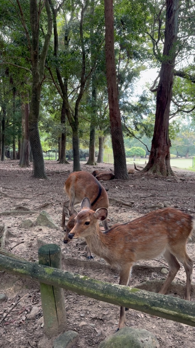 奈良公園 | 去趣 chicTrip