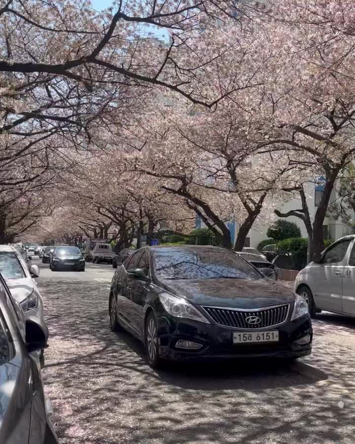 남천동 벚꽃길 | 去趣 chicTrip