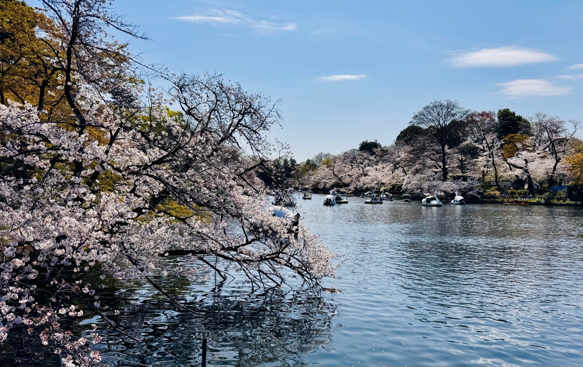 井之頭恩賜公園 | 去趣 chicTrip