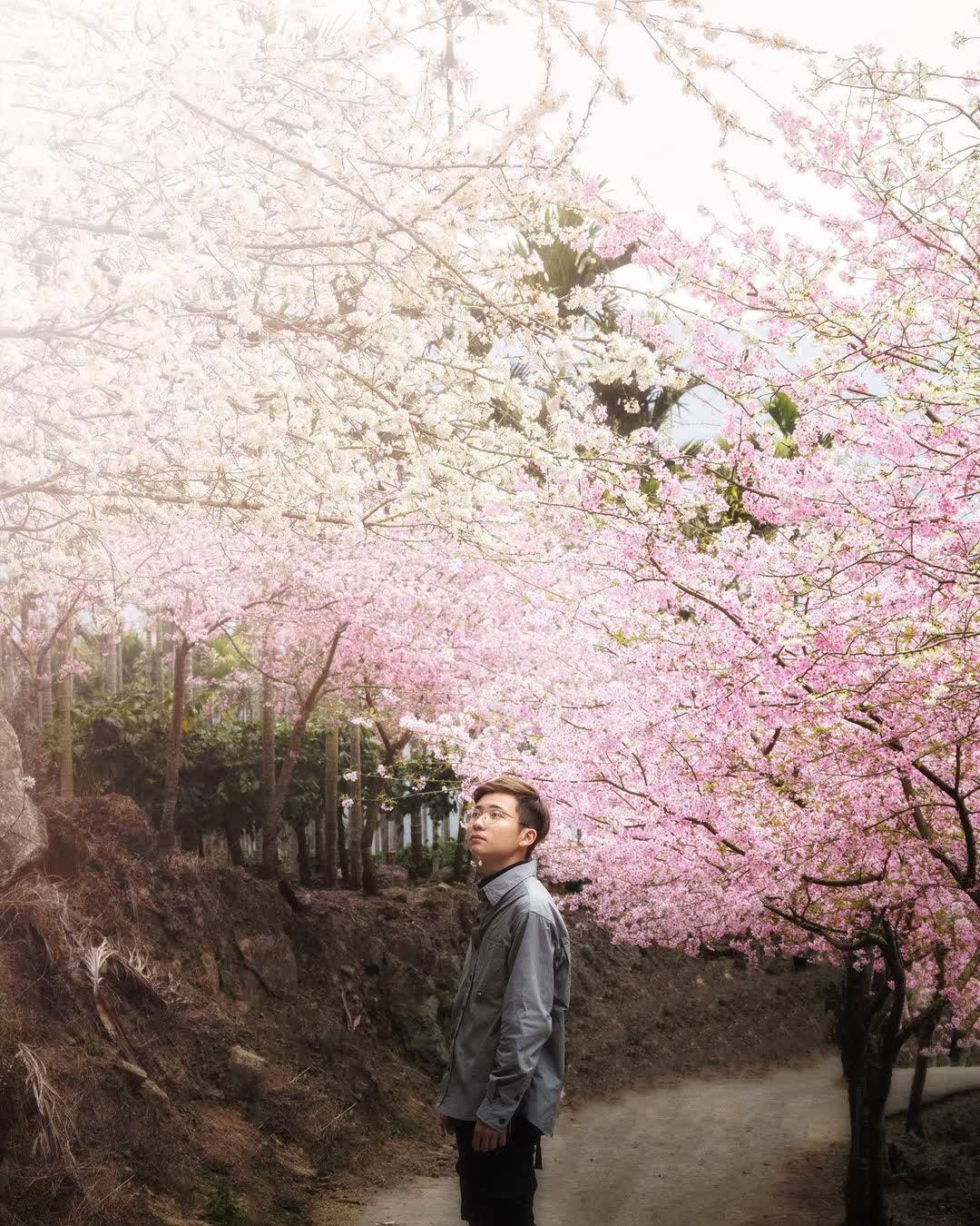 草嶺青山坪咖啡農場