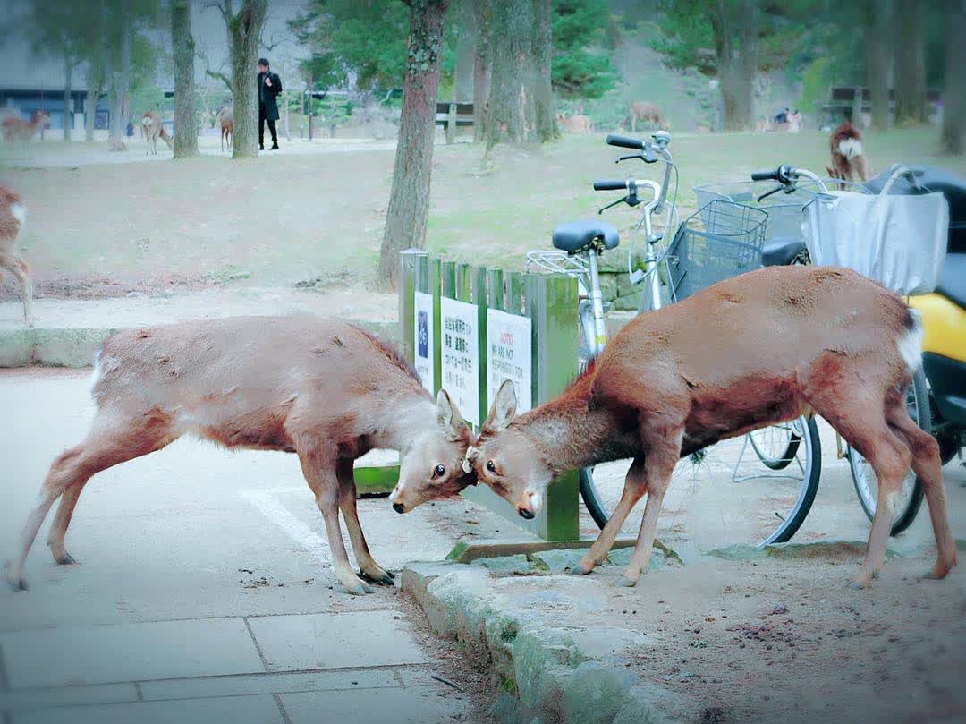 Tōdai-ji 東大寺 | 去趣 chicTrip