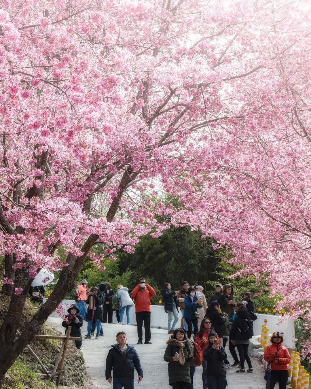 司馬庫斯 | 去趣 chicTrip