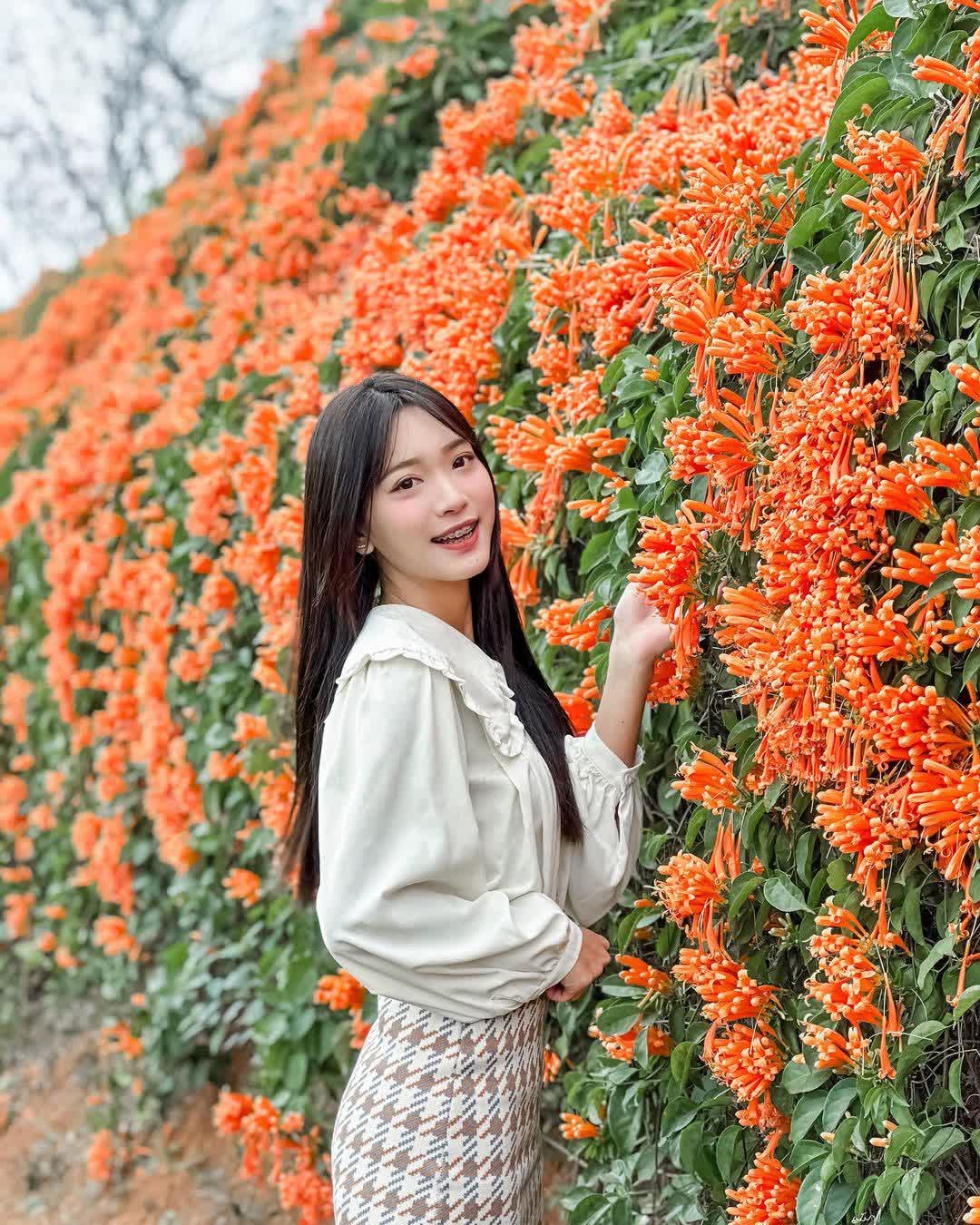 銅鑼炮仗花海公園