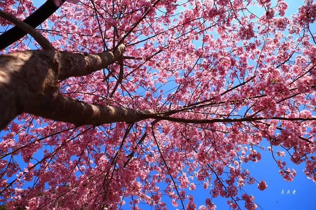 拉拉山 | 去趣 chicTrip