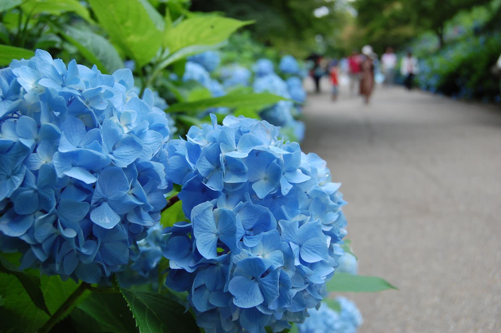 神戶市立森林植物園 | 去趣 chicTrip