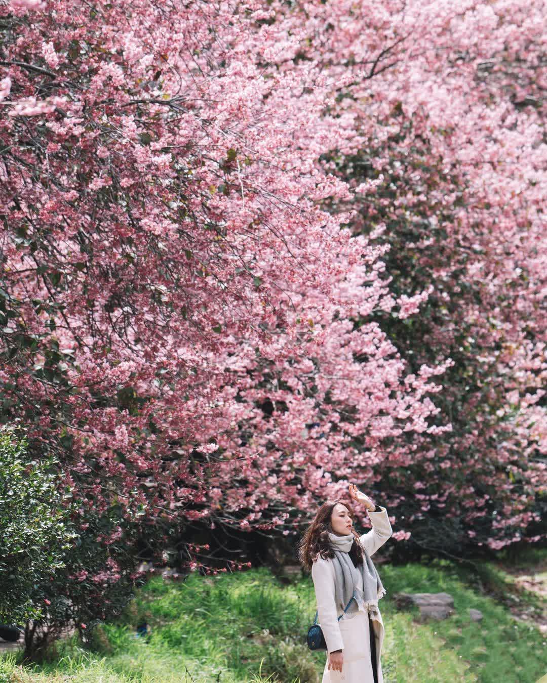 武陵農場 | 去趣 chicTrip