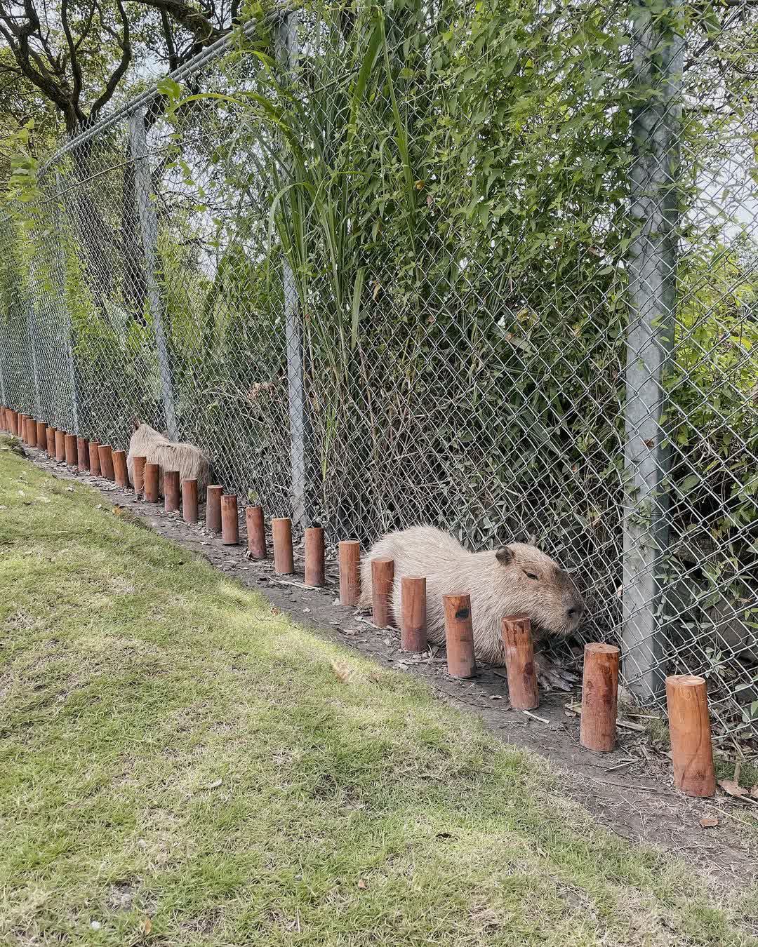 宜蘭-斑比山丘 | 去趣 chicTrip