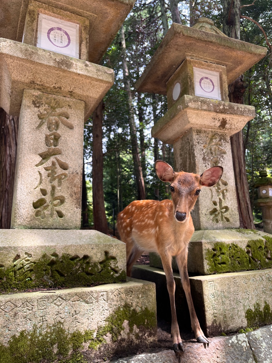 春日大社 | 去趣 chicTrip