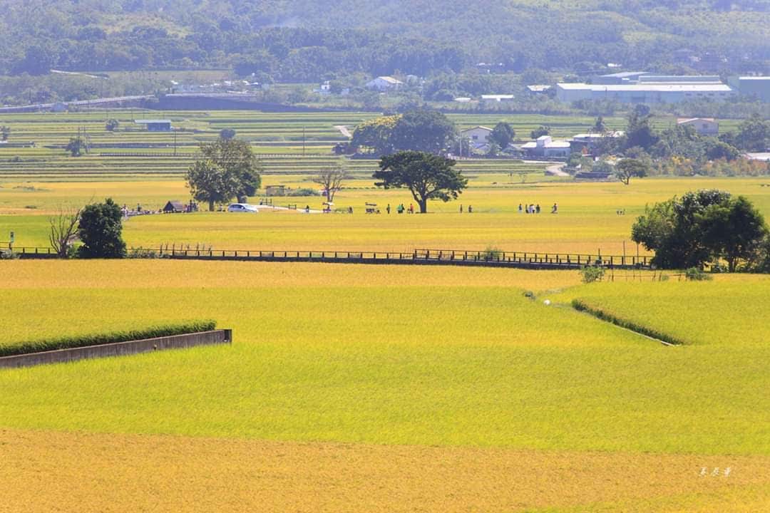 臺東池上錦新三號道路 伯朗大道 | 去趣 chicTrip