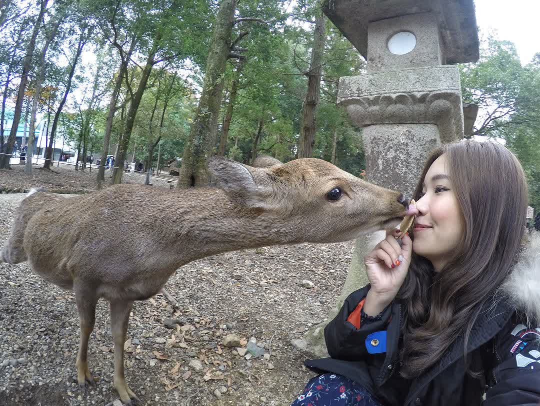 奈良公園 | 去趣 chicTrip