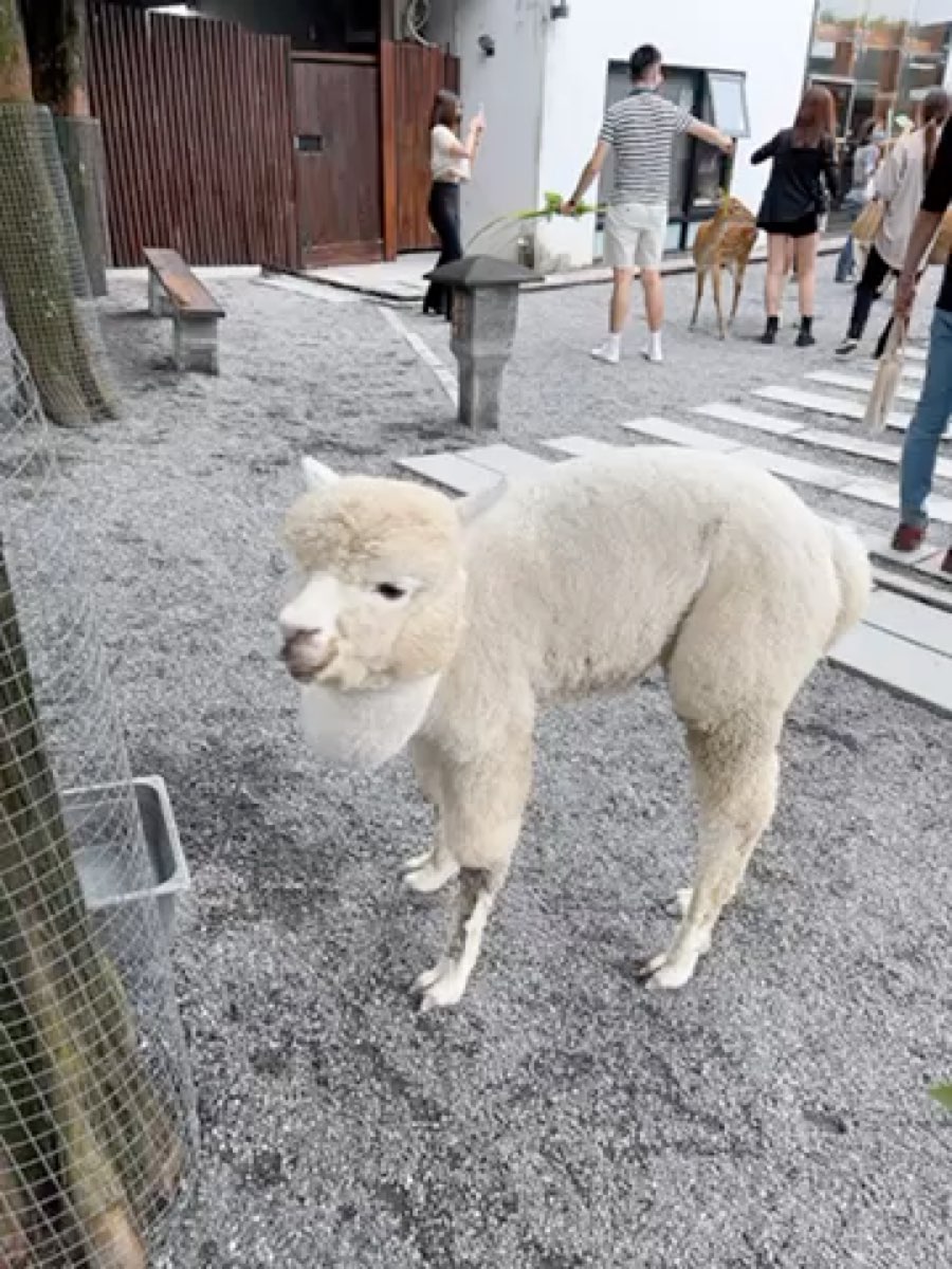 張美阿嬤農場（月森甯手作工坊） | 去趣 chicTrip