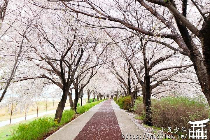 洛東江櫻花路 | 去趣 chicTrip