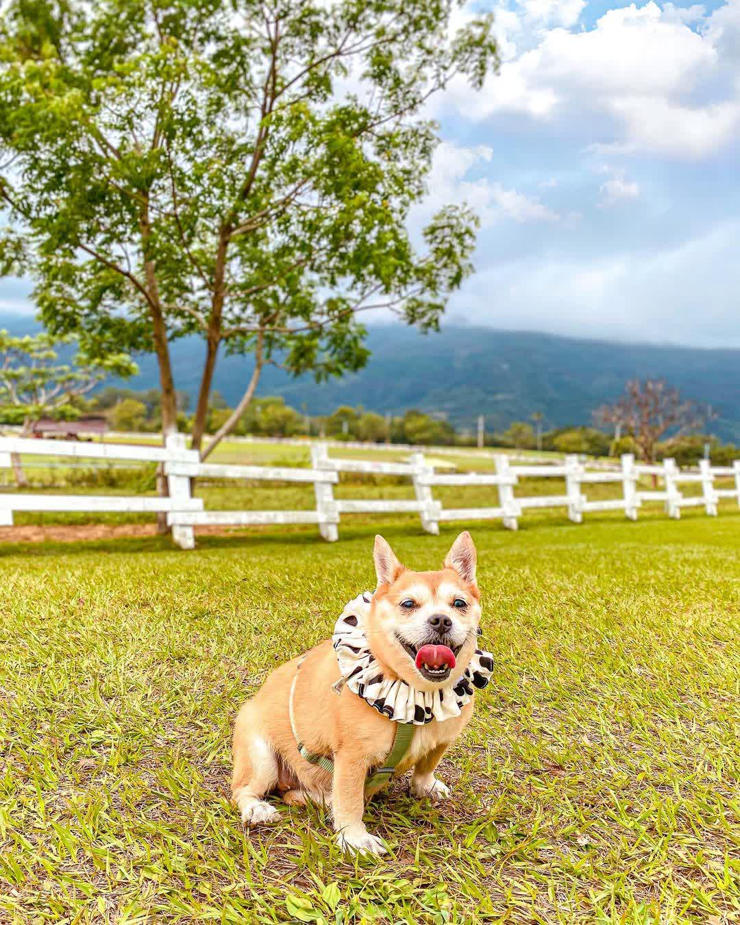 初鹿牧場 | 去趣 chicTrip