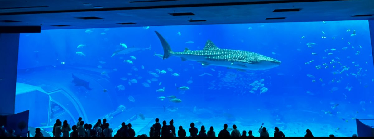 沖繩美麗海水族館 | 去趣 chicTrip
