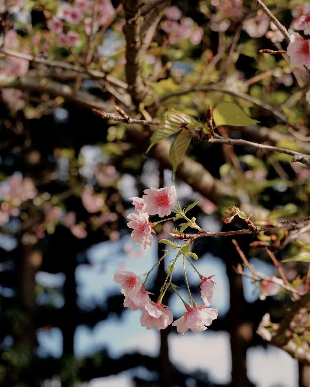 國立中正紀念堂 | 去趣 chicTrip