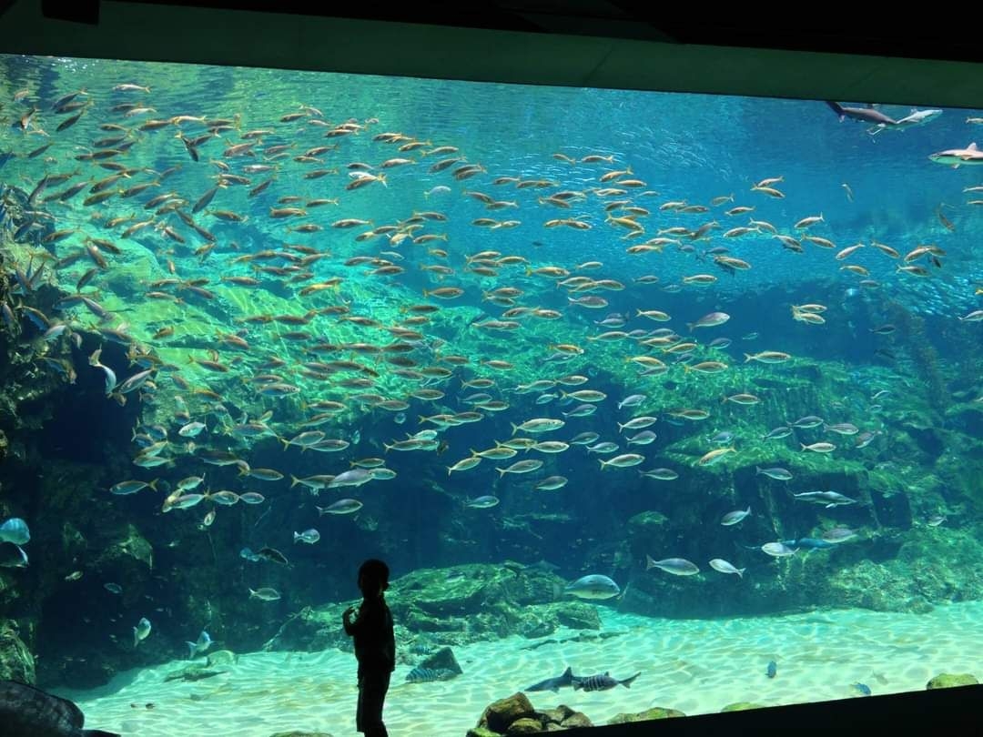 水母 九十九島水族館 海洋kirara | 去趣 chicTrip