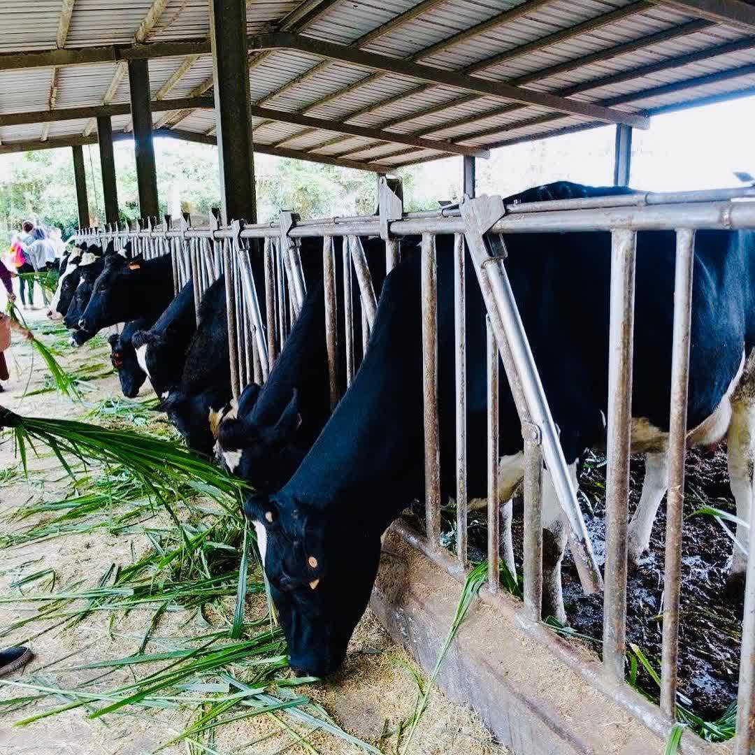 瑞穗牧場 | 去趣 chicTrip