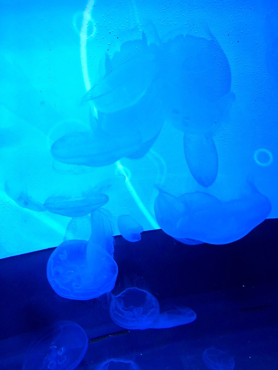 墨田水族館 | 去趣 chicTrip