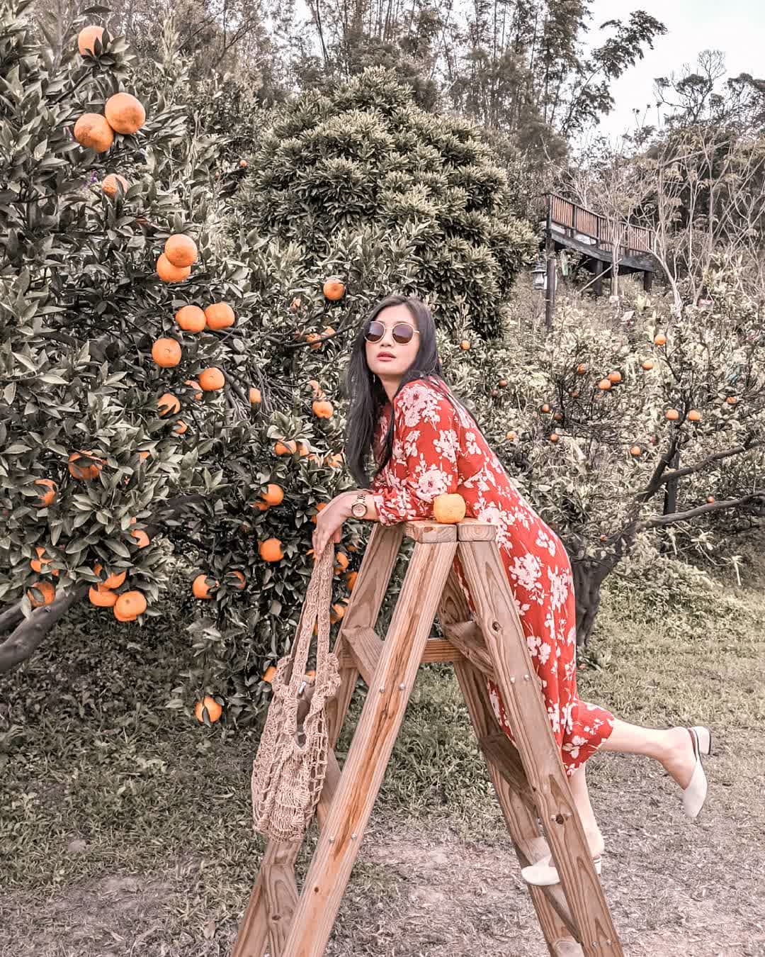 橙香森林 | 去趣 chicTrip