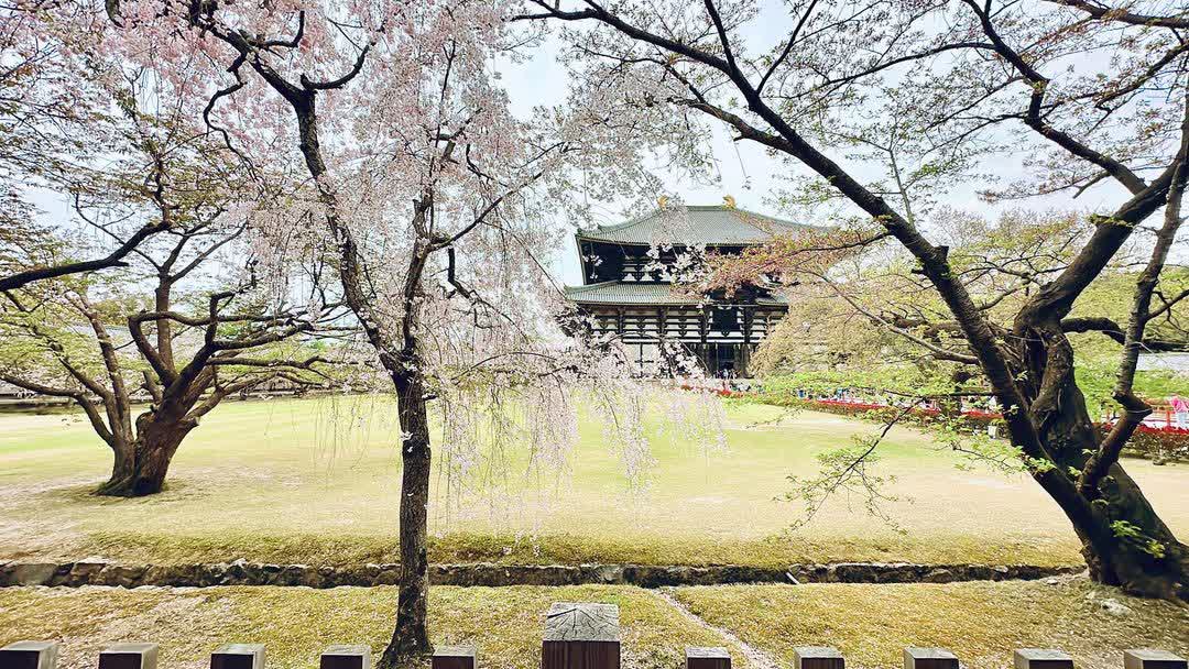 Tōdai-ji 東大寺 | 去趣 chicTrip