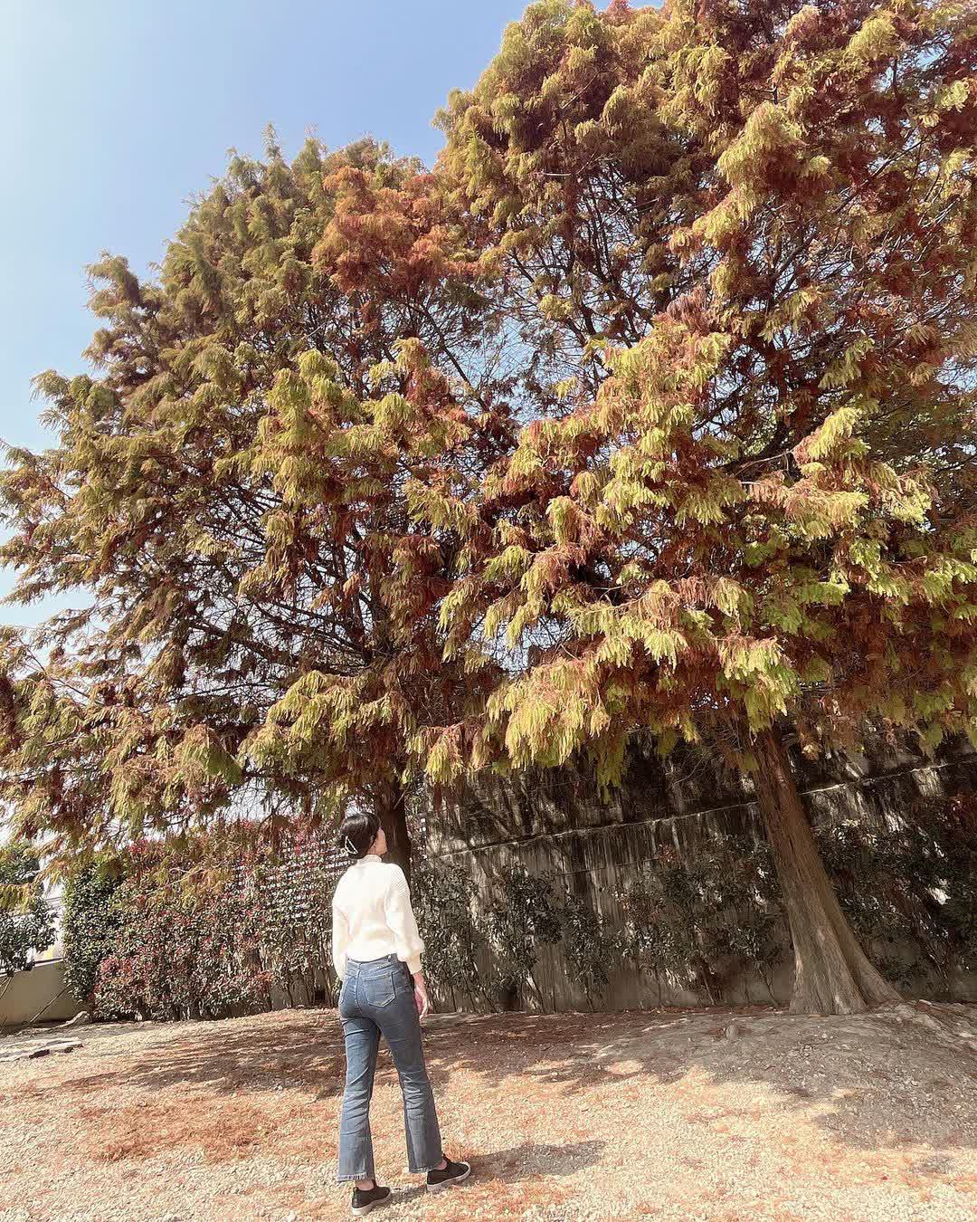 青埔落羽松秘境 | 去趣 chicTrip