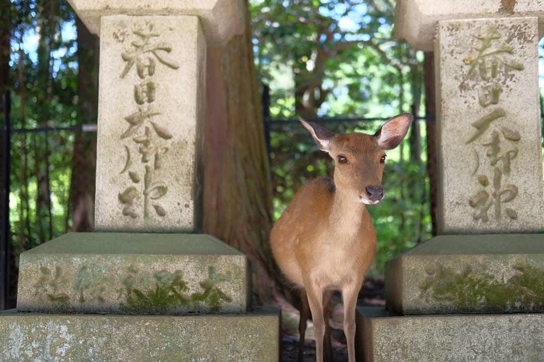 春日大社 | 去趣 chicTrip