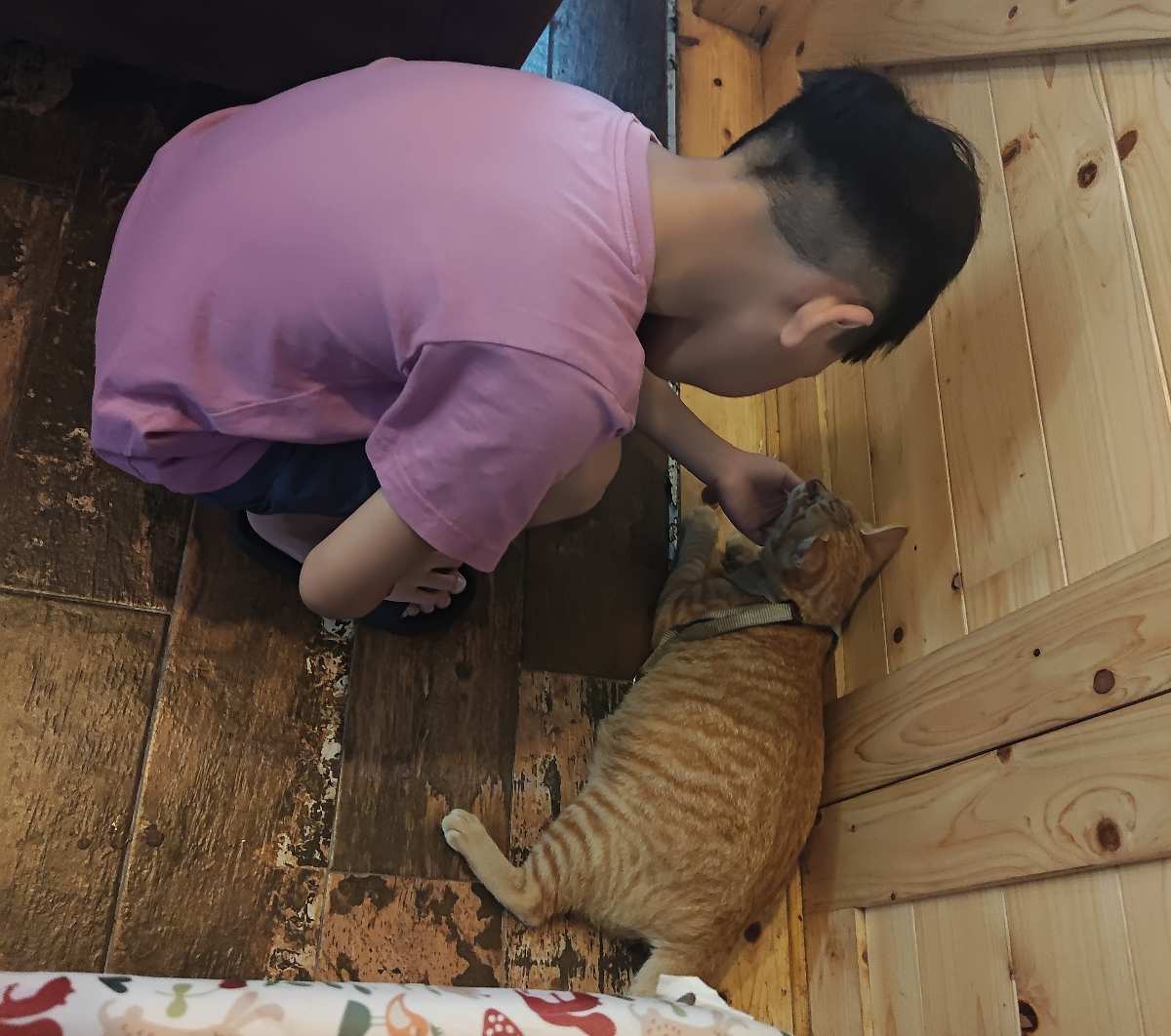 海島咖啡館｜貓咪咖啡館｜寵物友善 | 去趣 chicTrip