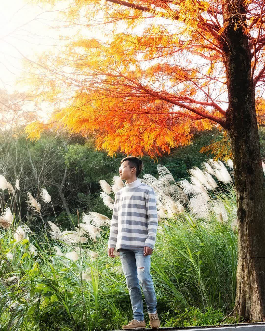 落羽松大道 | 去趣 chicTrip