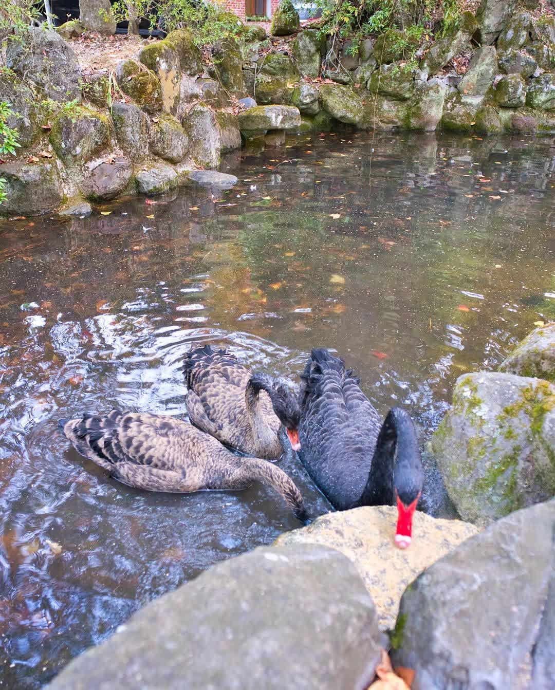 武陵農場 | 去趣 chicTrip