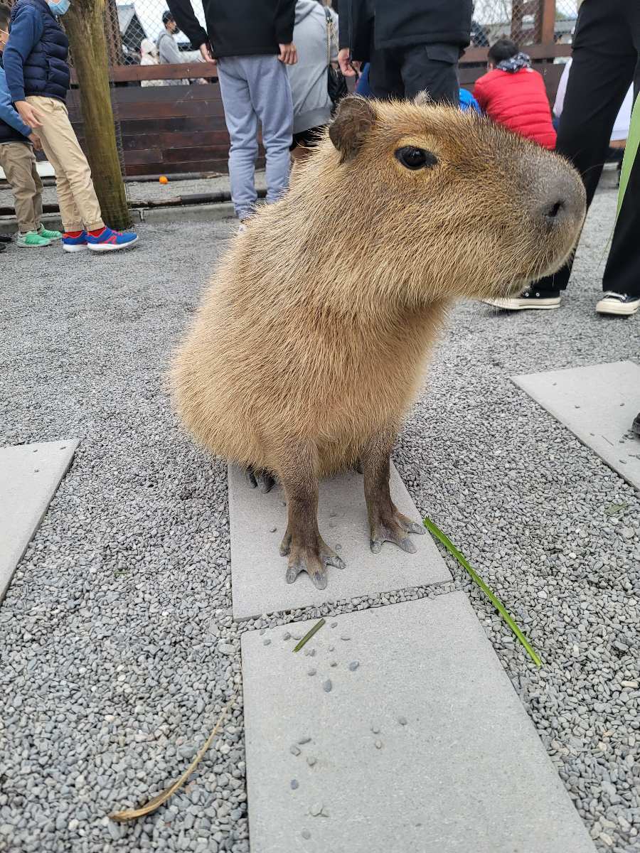 張美阿嬤農場（月森甯手作工坊） | 去趣 chicTrip