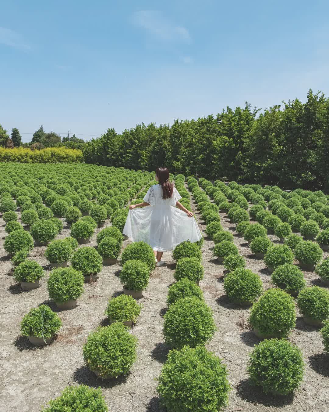 彰化田尾波波草 | 去趣 chicTrip