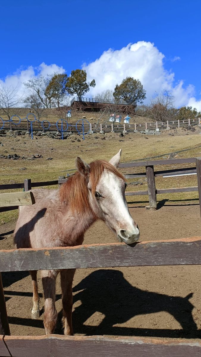 清境農場觀山牧區 | 去趣 chicTrip