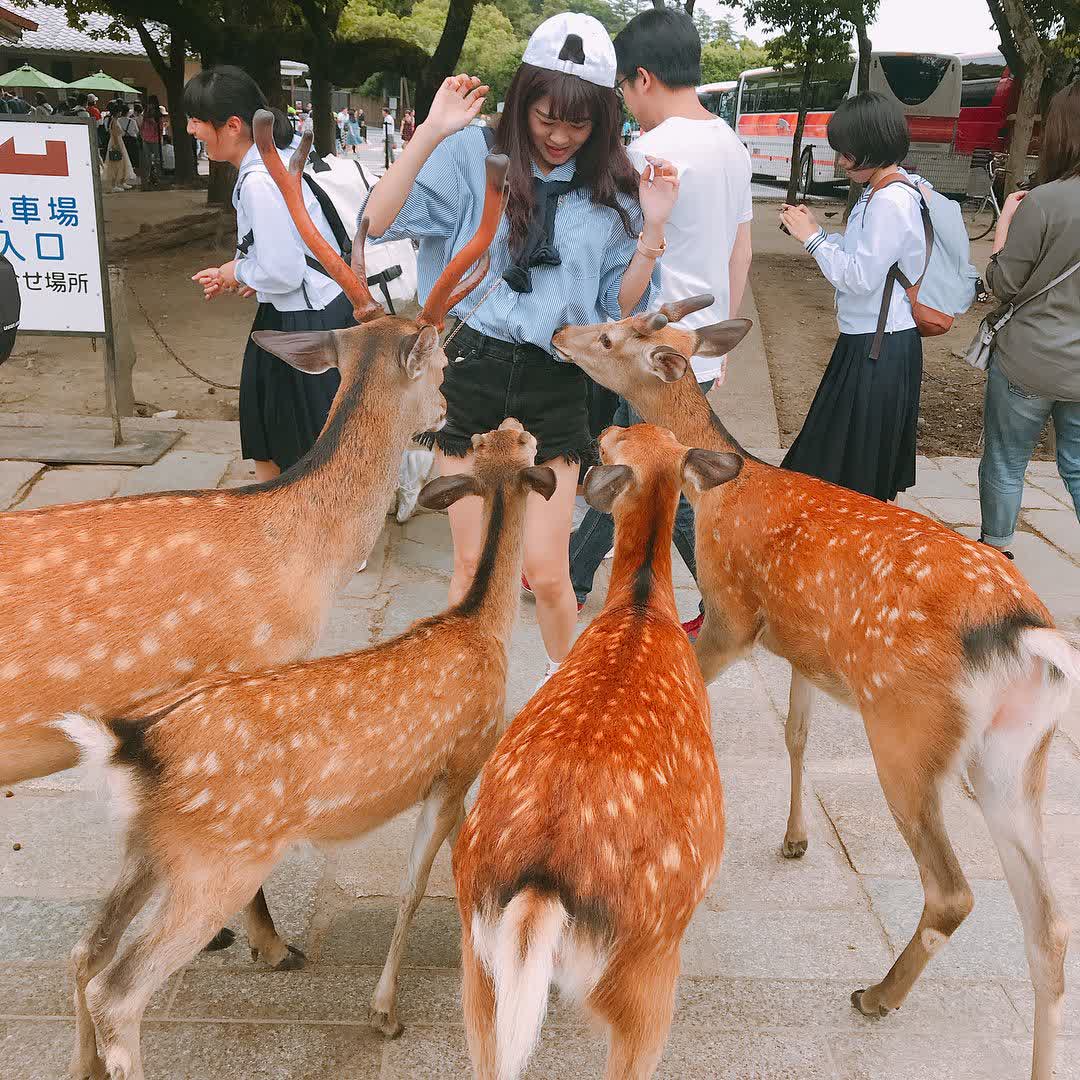 奈良公園 | 去趣 chicTrip