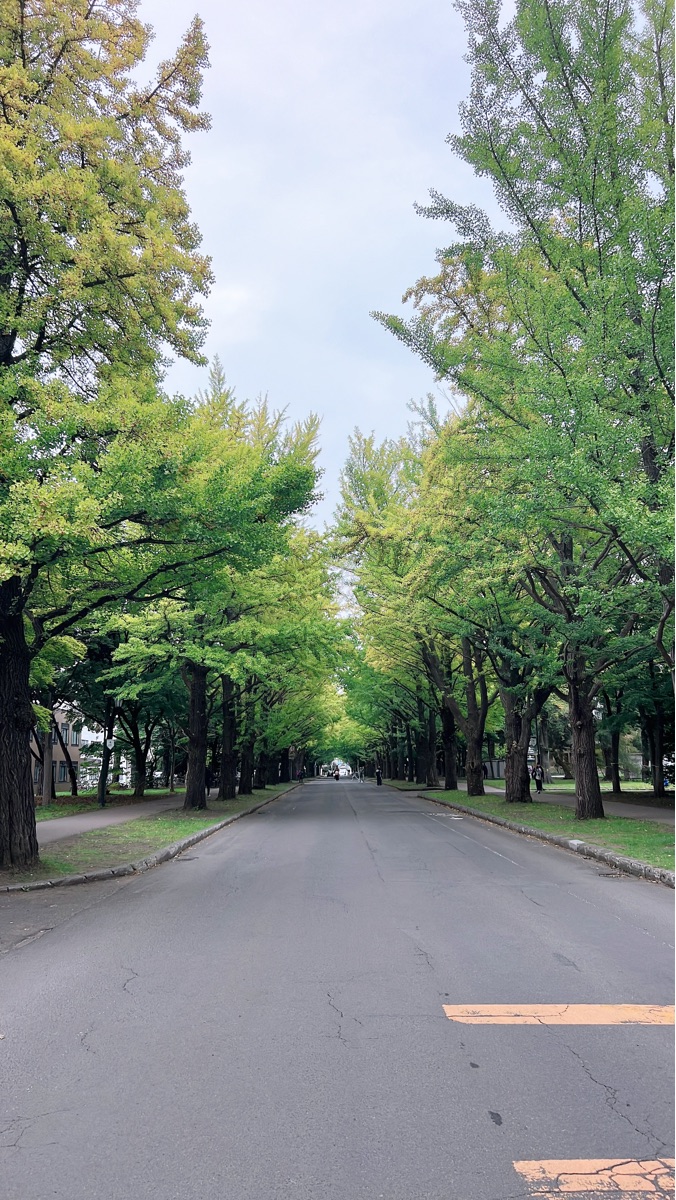 北海道大學 銀杏並木 | 去趣 chicTrip