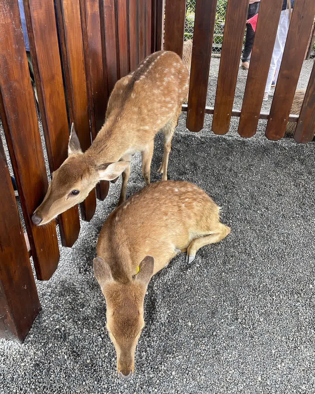 張美阿嬤農場（月森甯手作工坊） | 去趣 chicTrip