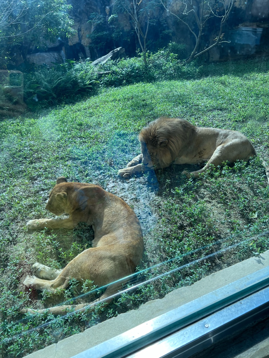 臺北市立動物園非洲獅區 | 去趣 chicTrip