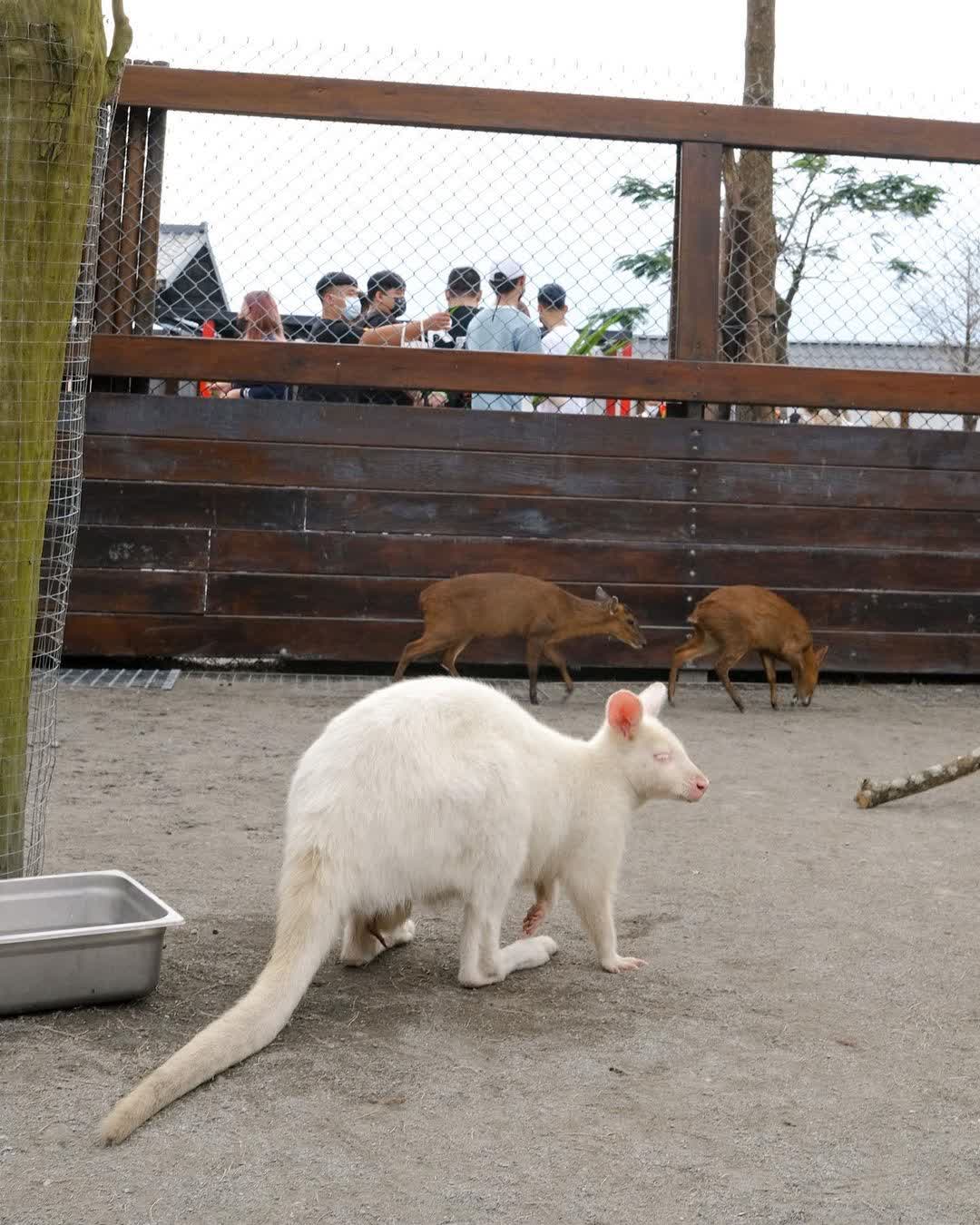 張美阿嬤農場（月森甯手作工坊） | 去趣 chicTrip