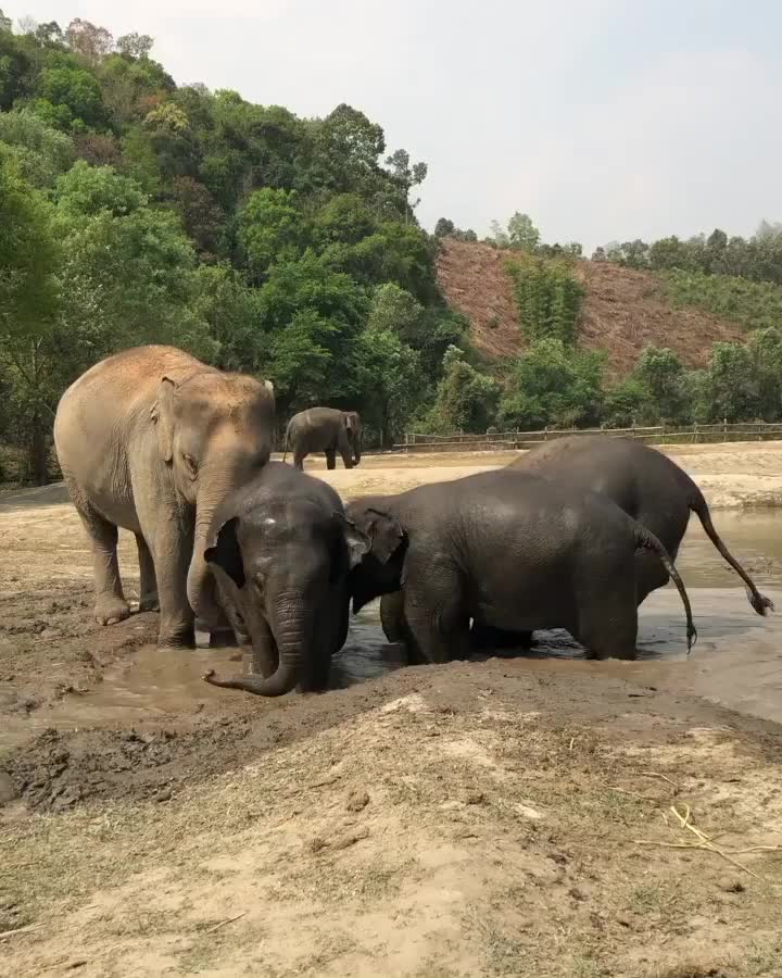 Elephant Jungle Sanctuary (Office) | 去趣 chicTrip