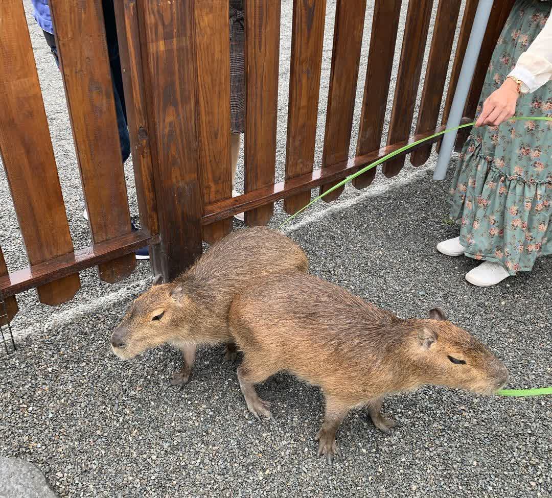 張美阿嬤農場（月森甯手作工坊） | 去趣 chicTrip